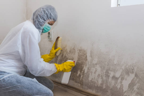 Best DIY Mold Remediation Support Services in Continental, OH