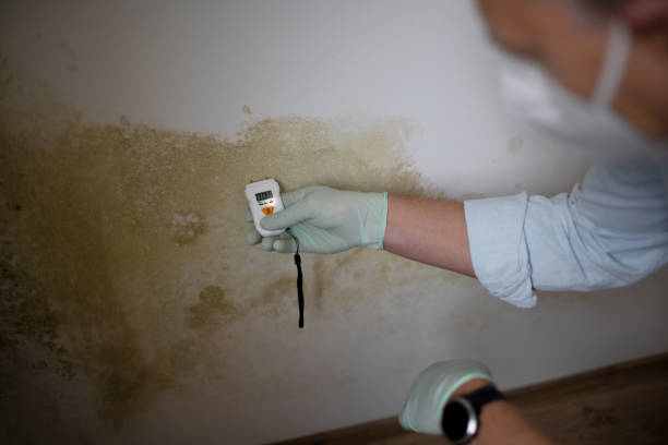 Best Industrial Mold Remediation in Continental, OH