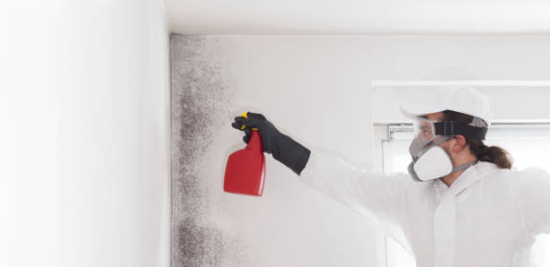 Best Mold Remediation for Specific Building Types in Continental, OH