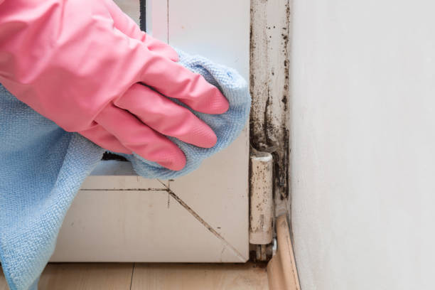 Best Health and Safety Mold Remediation in Continental, OH